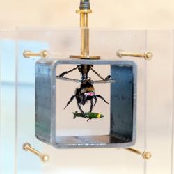 Léon van Opstal: Beeware Kamikazi, fotograaf Ed Jansen;