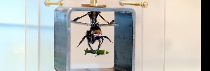 Léon van Opstal: Beeware Kamikazi, fotograaf Ed Jansen;